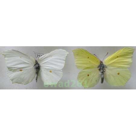 Gonepteryx rhamni (Linnaeus, 1758) pair Poland75f